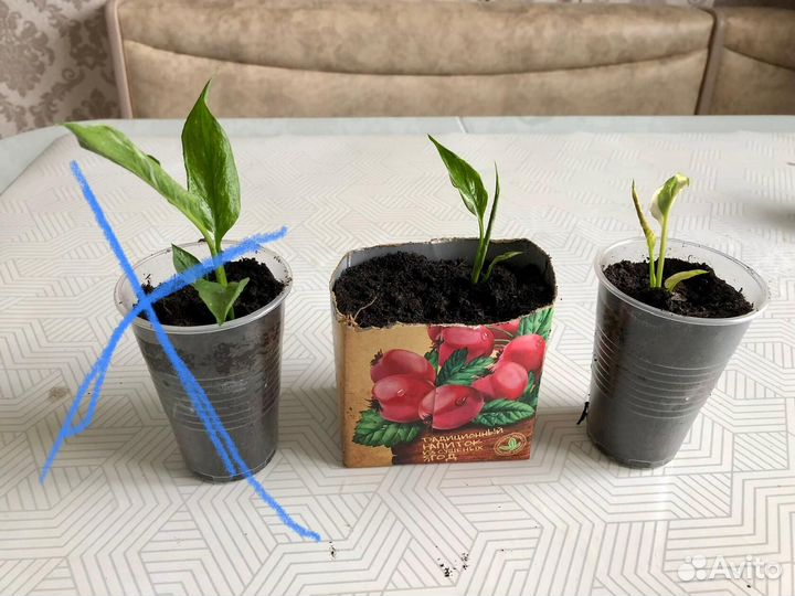 Спатифилиум Домино