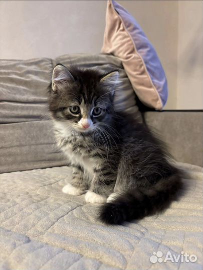 Отдам котёнка