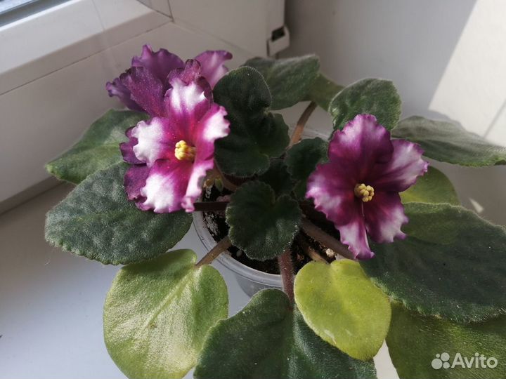 Сортовые фиалки