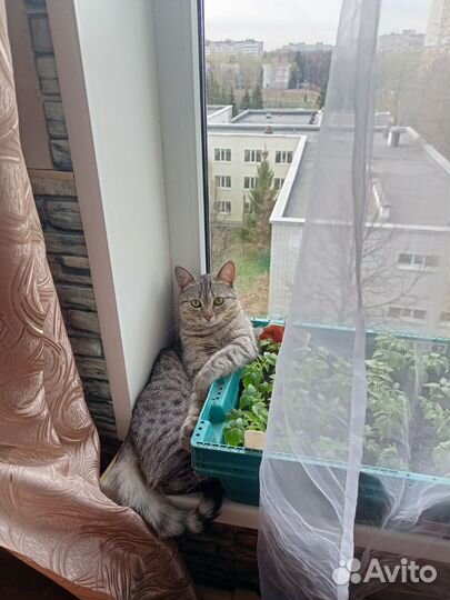 Потерялась кошка