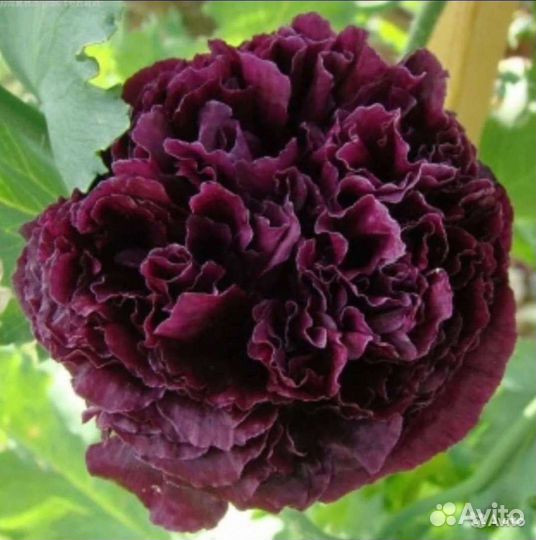 Семена пионовидных и махровых маков