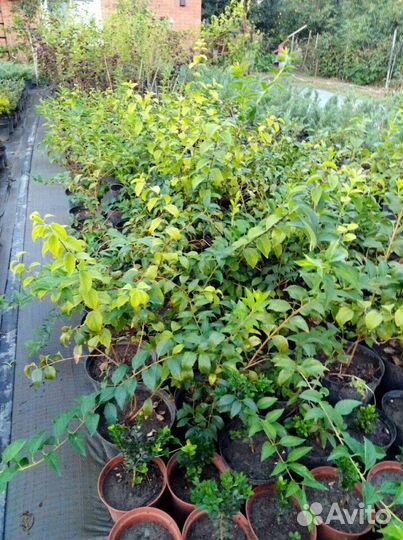 Форзиция(форсайтия)