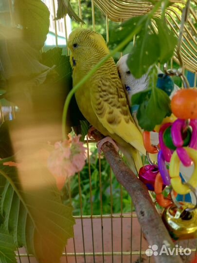 Самочки ввп Чех