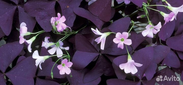 Кислица оксалис