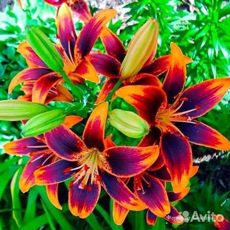 Лилии луковицы