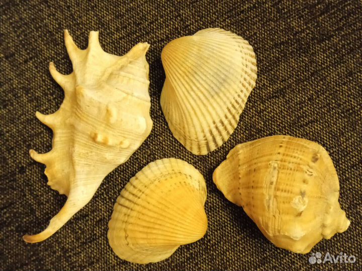 Наборы морские ракушки, раковины
