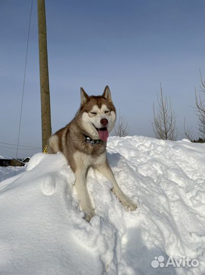 Хаски для вязки