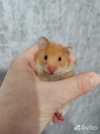 Сирийский хомяк малыш