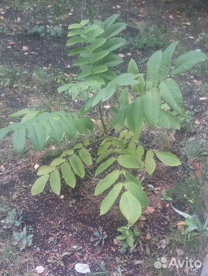 Саженцы маньчжурского ореха