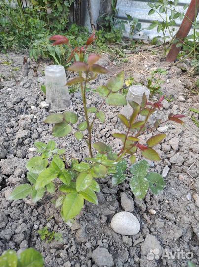 Английская Роза Тэсс Дебервиль