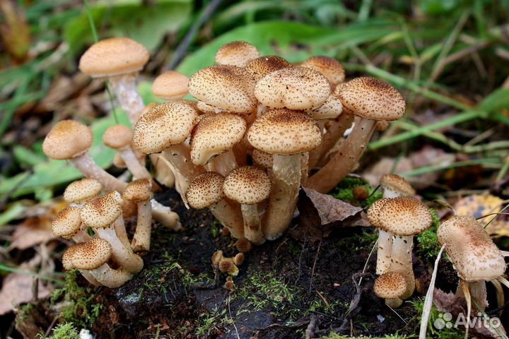 Опенок осенний Мицелий