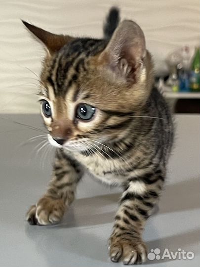 Бенгальская кошечка