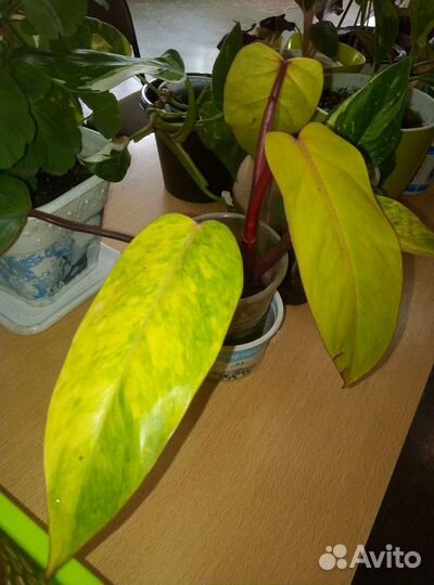 Комнатные растения цветы