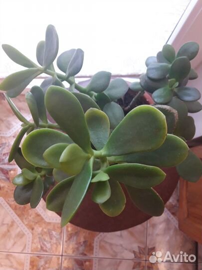 Денежное дерево из Турции (красула)