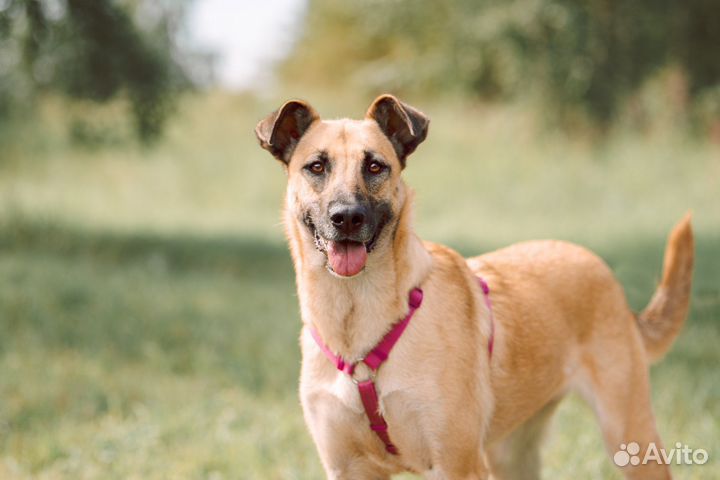 Добрая собака мечтает о доме в приюте