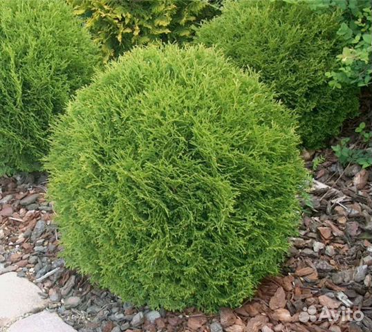 Туя шаровидная даника