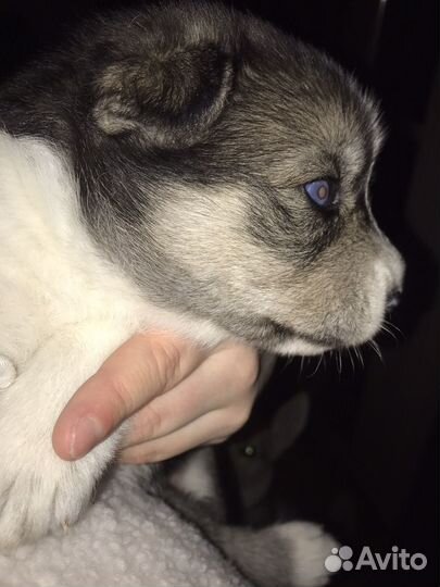 Передержка животных