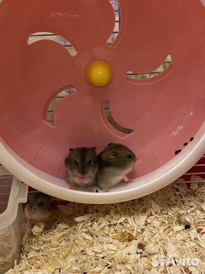 Джунгарский хомяк