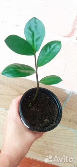 Спатифиллум, Хлорофитум, денежное дерево