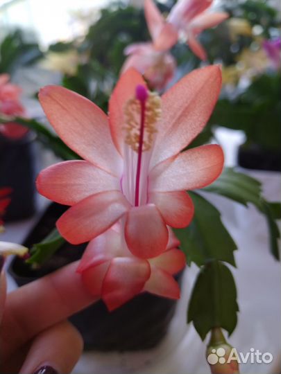 Декабрист самба и персиковый