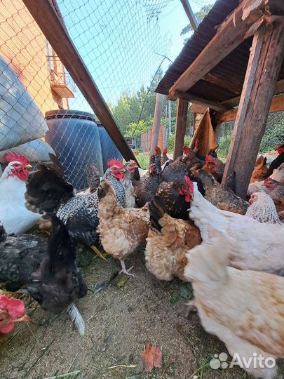 Инкубационное яйцо