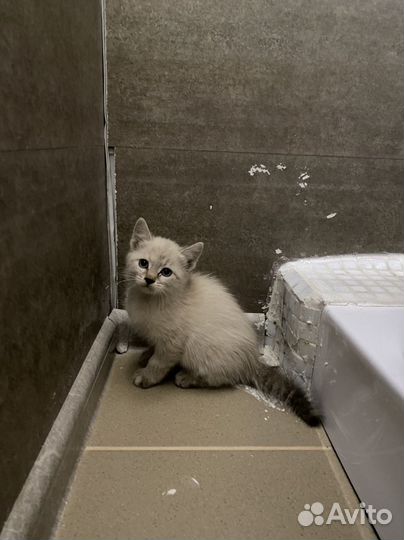 Кошечка в добрые руки