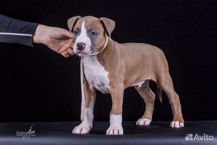 Шикарные малыши амстаффа