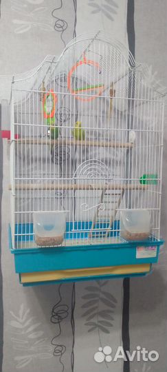 Птенцы волнистый попугай