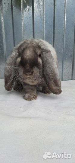 Кролик породы баран
