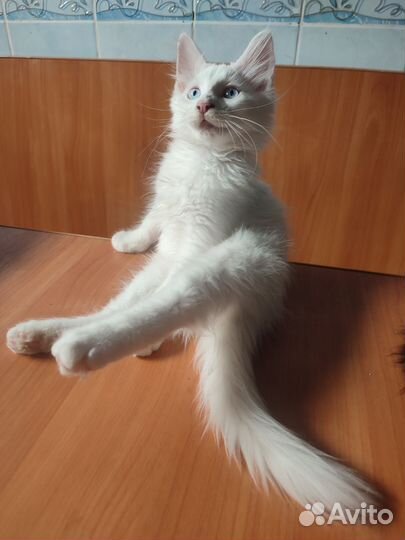 Мальчики породы Мейн-кун