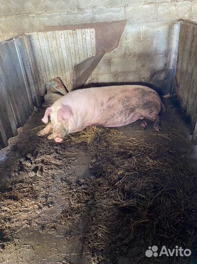 Супоросная свиноматка