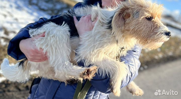 Коротколапик девочка ищет свою семью