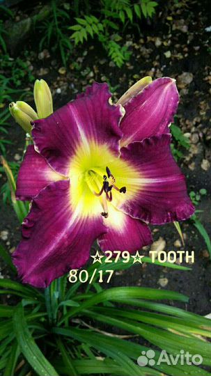 Лилейники сортовые Махровые