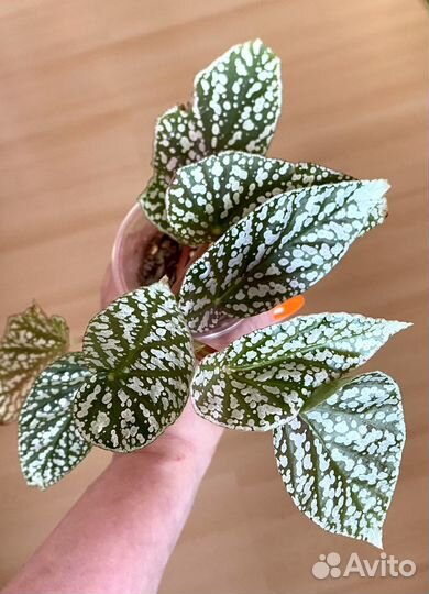 Бегония розовая и серебряная