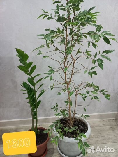 Комнатные цветы