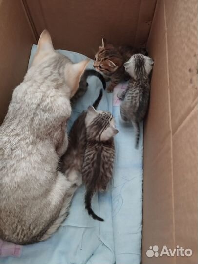 Шотландские вислоухие котята шиншилла