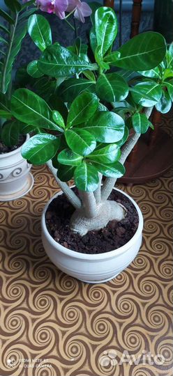 Продам цветы комнатные