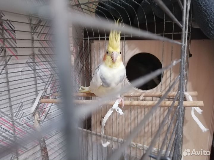 Попугай корелла пара