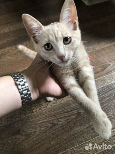 Котенок кажется мальчик