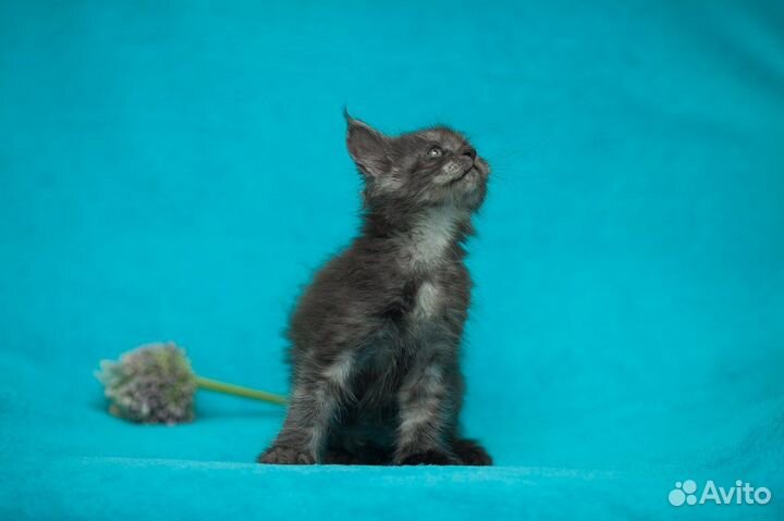 Котята мейн-кун. WCF