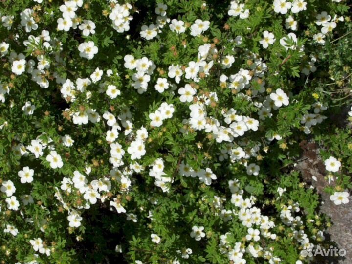 Лапчатка Абботсвуд