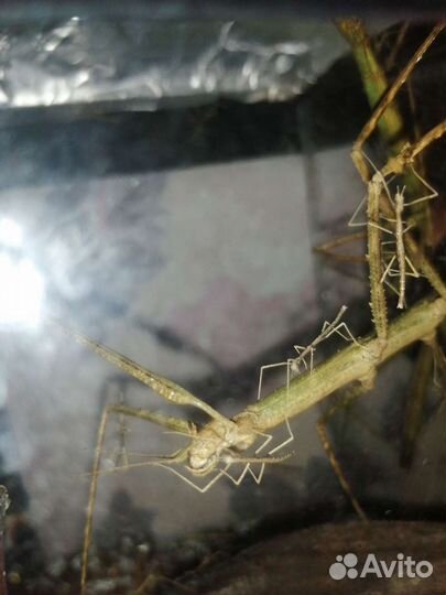 Палочники аннамские