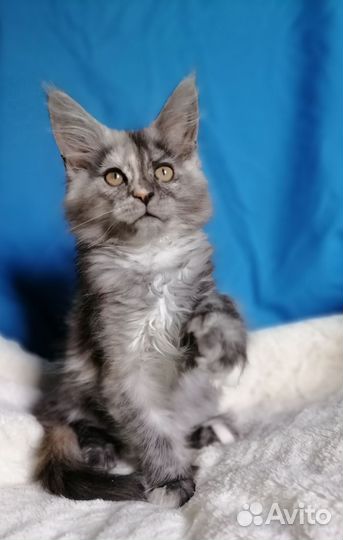 Кошки мейн-кун