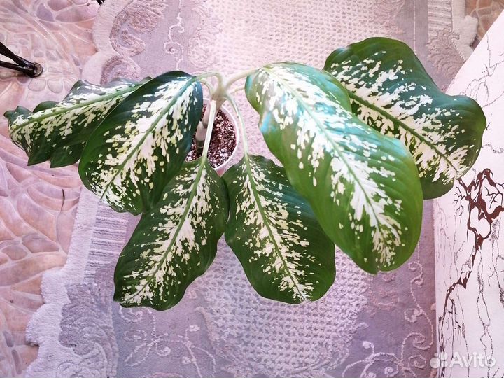 Диффенбахия Sp.Природник к 