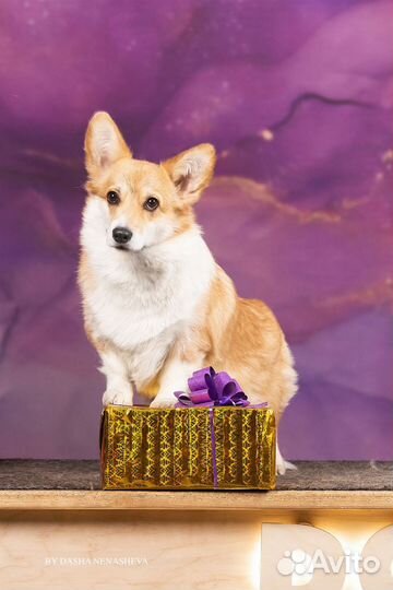 Щенки вельш-корги пемброк в наличии в Москве