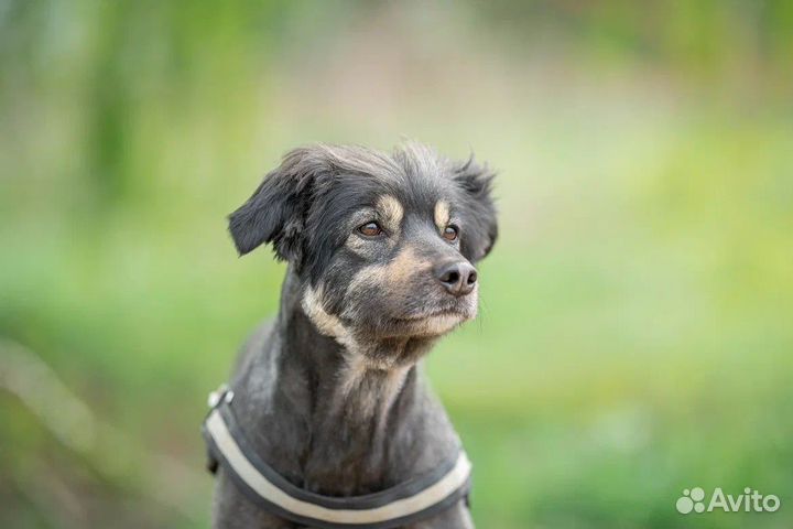 Собака в добрые руки метис