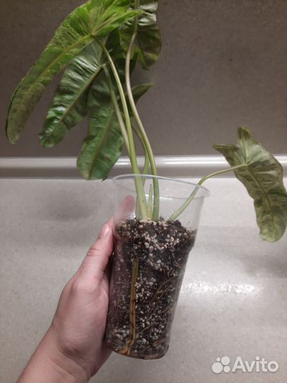 Филодендрон параисо верде билли мраморный