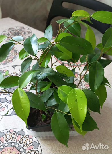 Фикус бенджамина