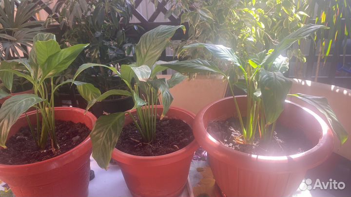 Уомнатные цветы