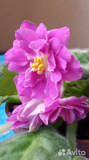 Фиалка рс-Вавилон с горшком